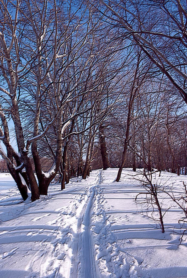 фото "Зимняя прогулка." метки: пейзаж, зима