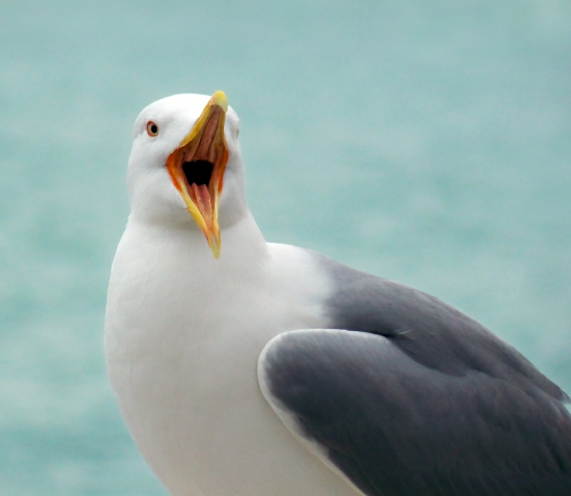 photo "singing sea gull" tags: portrait, nature, wild animals