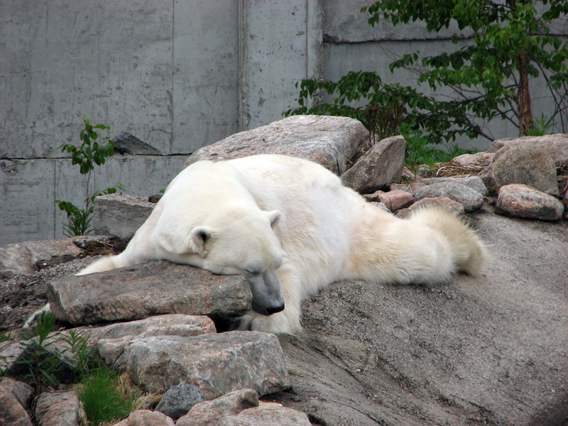 photo "Lazy Day" tags: nature, wild animals