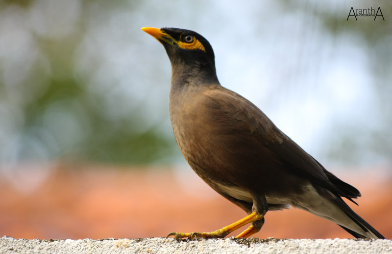 photo "Common Myna (Acridotheres tristis)" tags: nature, wild animals