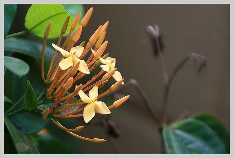 photo "The Prosperity and the Dying" tags: nature, flowers