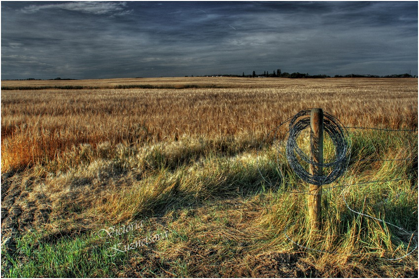 фото "Evening in a wheat field" метки: пейзаж, путешествия, Северная Америка, осень