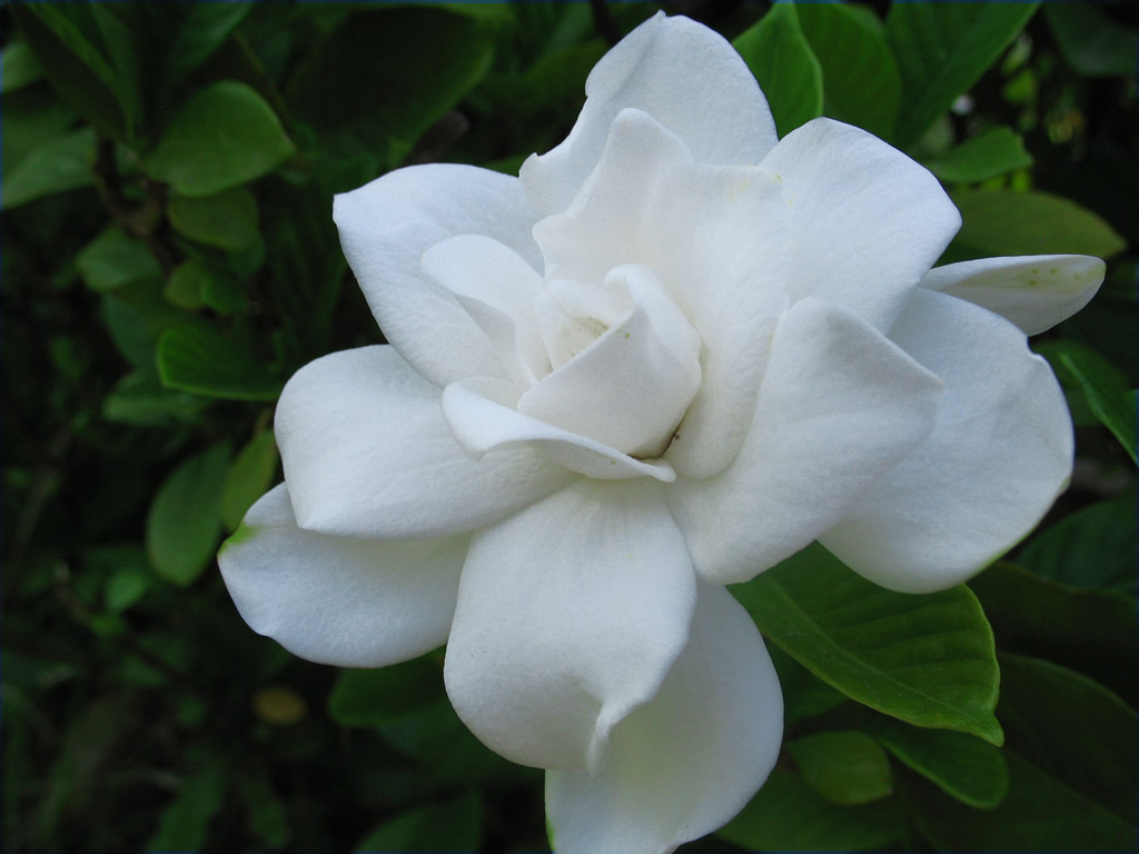 photo "white princess" tags: nature, macro and close-up, flowers