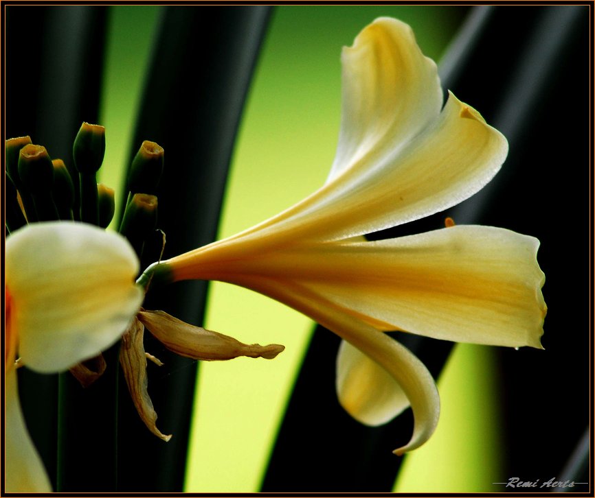 photo "***" tags: nature, macro and close-up, flowers