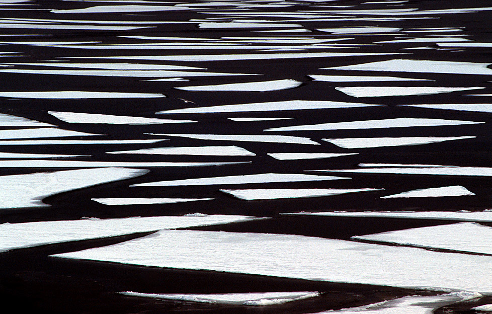 photo "Seagull" tags: landscape, winter