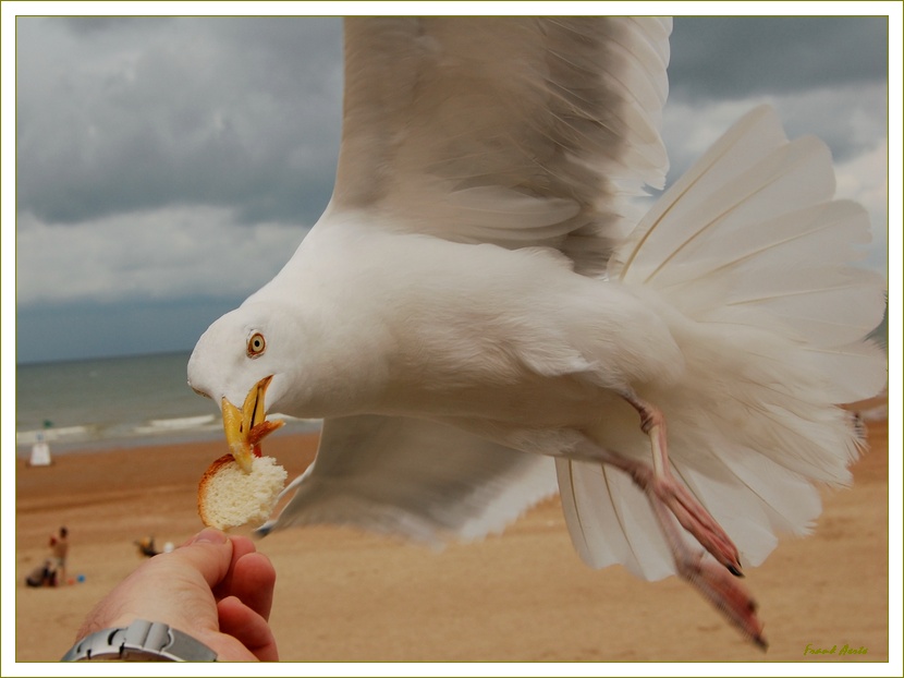 фото "I am hungry!" метки: природа, юмор, дикие животные