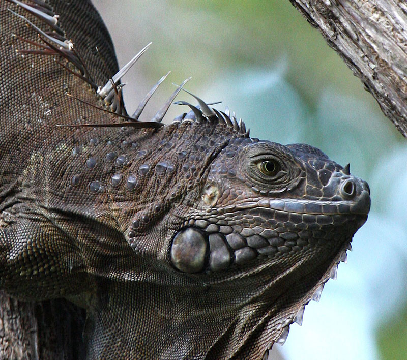 photo "Tree Hugger" tags: nature, wild animals