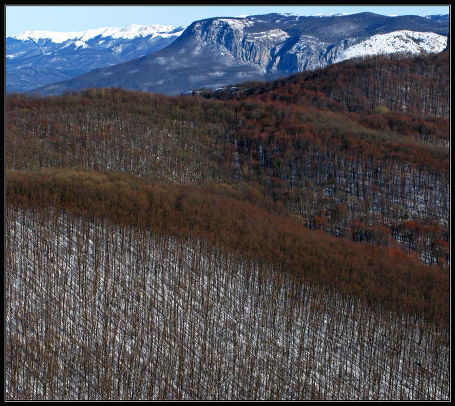 фото "цвета зимнего леса 1" метки: пейзаж, горы