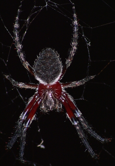 фото "Garden Orb Weaving Spider" метки: природа, насекомое