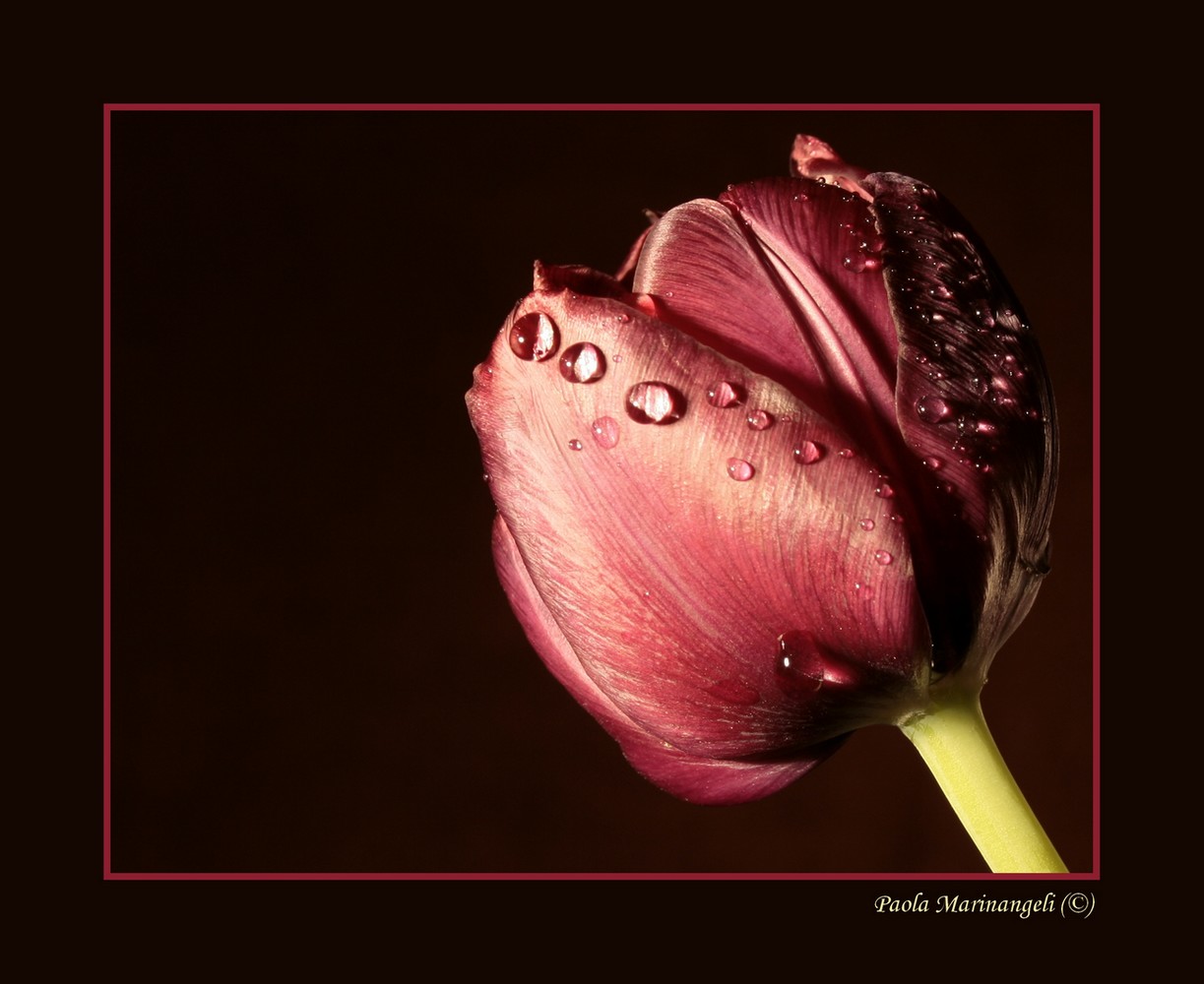 photo "Rubies" tags: nature, flowers