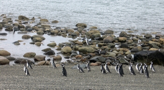 photo "Променад" tags: nature, landscape, water, wild animals