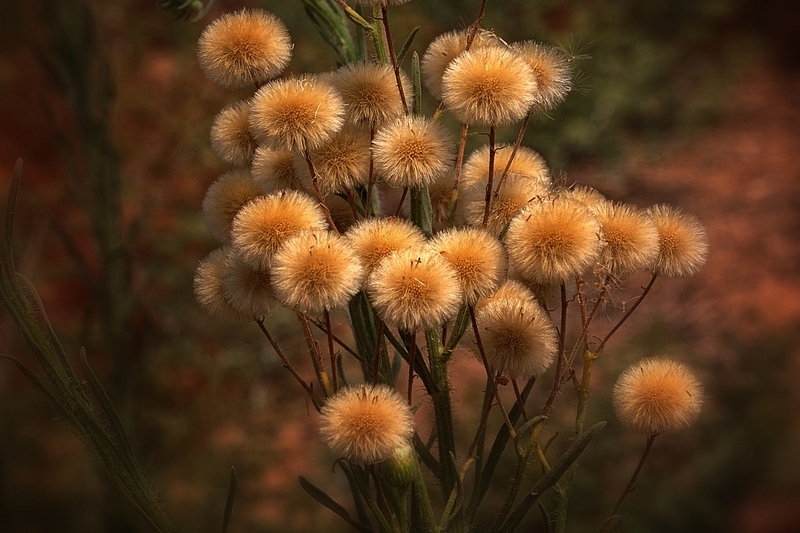 photo "***" tags: nature, flowers