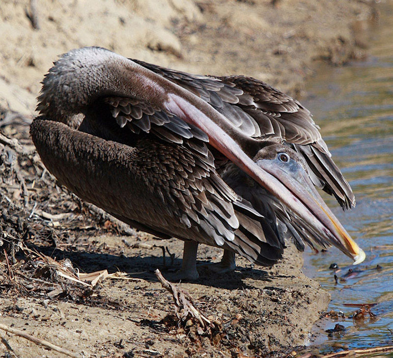 photo "So Twisted" tags: nature, wild animals