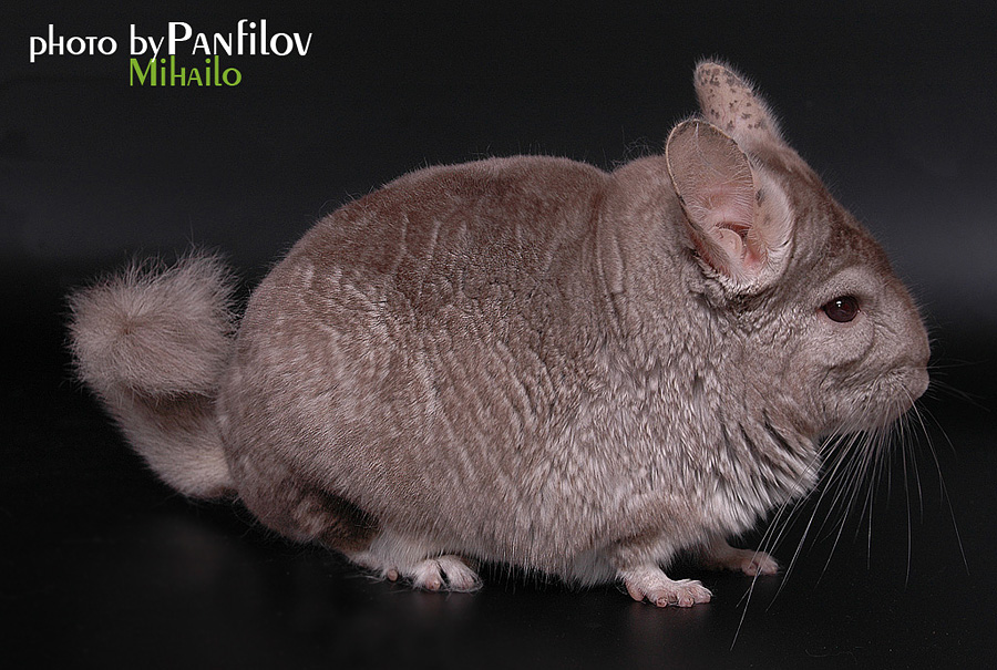 photo "Chinchilla" tags: nature, portrait, 