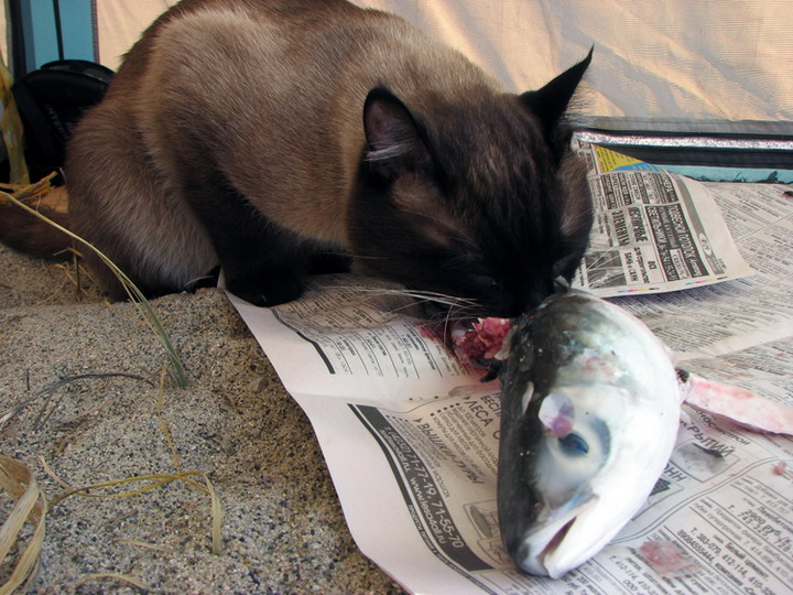 фото "Хороша была рыбалка!" метки: природа, домашние животные
