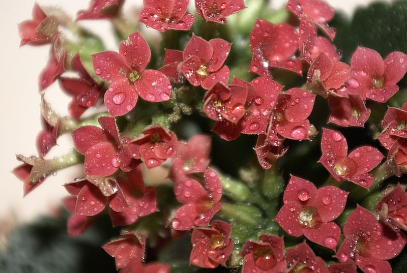 photo "***" tags: nature, flowers