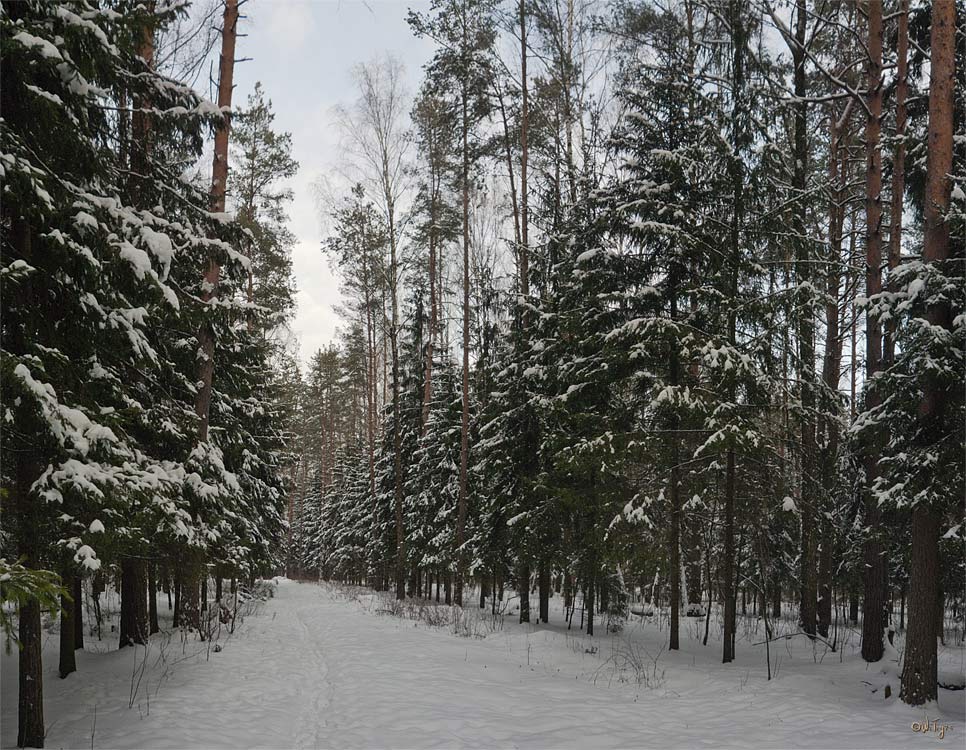 фото "Прогулка в строю елей" метки: пейзаж, зима, лес
