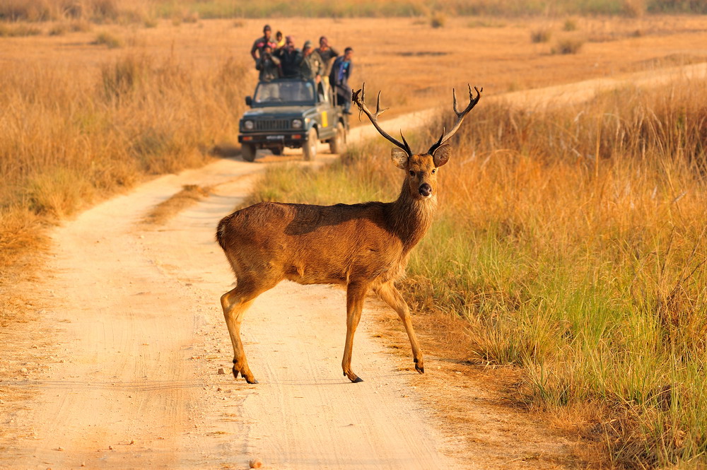 photo "***" tags: nature, genre, wild animals