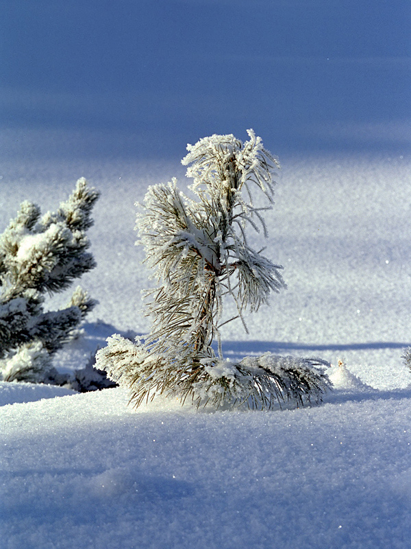 photo "***" tags: landscape, winter