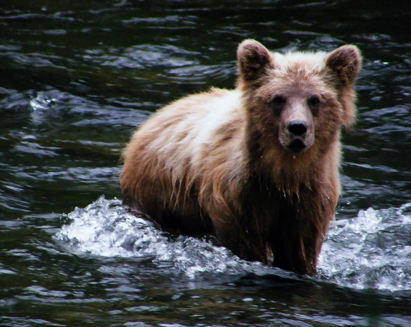 photo "мокрый медвежонок" tags: nature, travel, North America, wild animals