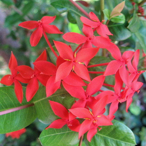 photo "South red cross" tags: nature, travel, South America, flowers