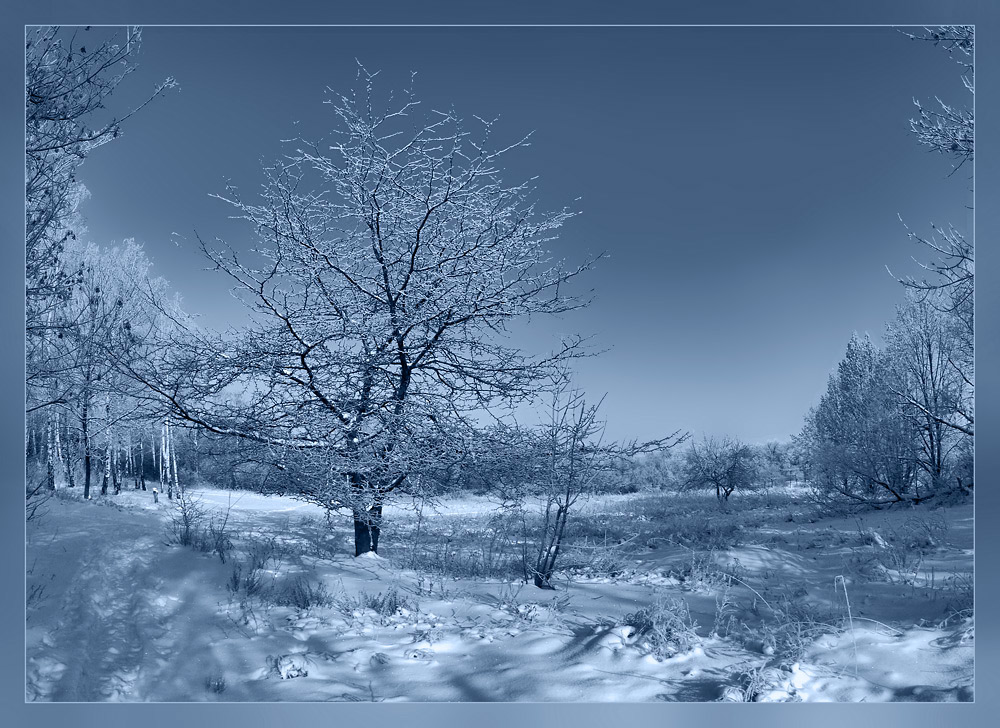 фото "Клён заледенелый..." метки: пейзаж, природа, зима, цветы