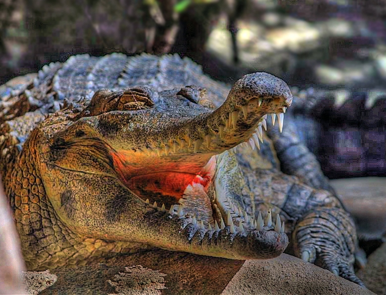 photo "Crocodile Gena" tags: nature, travel, North America, wild animals