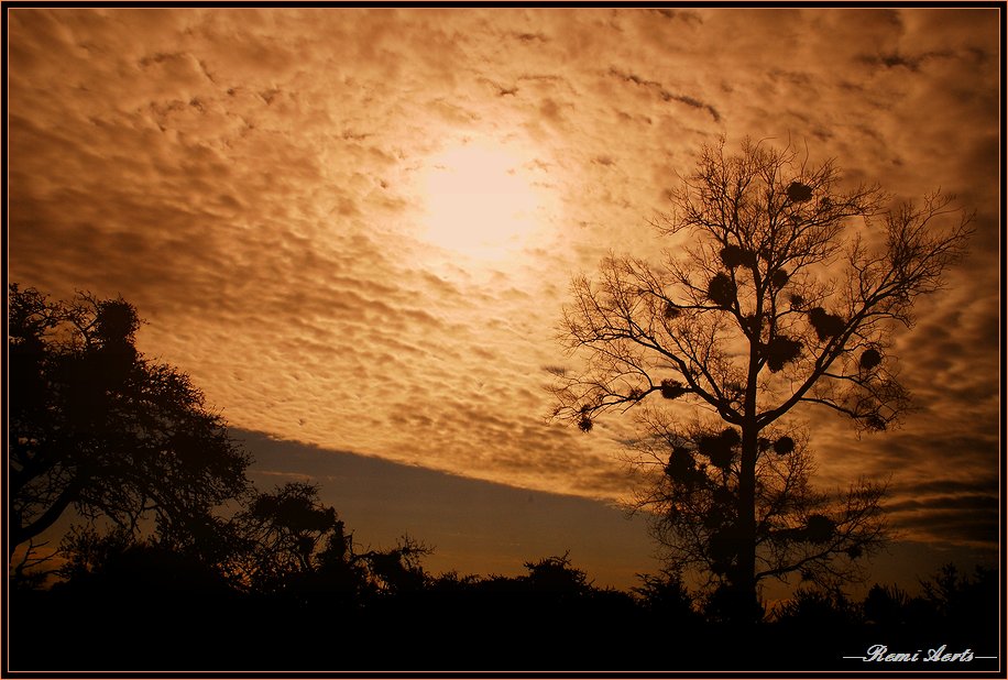 фото "mistletoe in the trees" метки: пейзаж, закат, облака