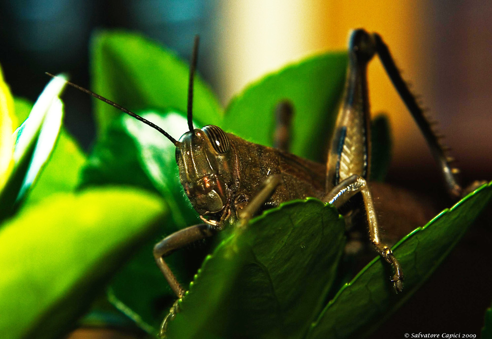 photo "Grasshopper" tags: nature, insect
