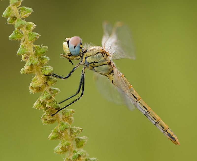 photo "***" tags: macro and close-up, 