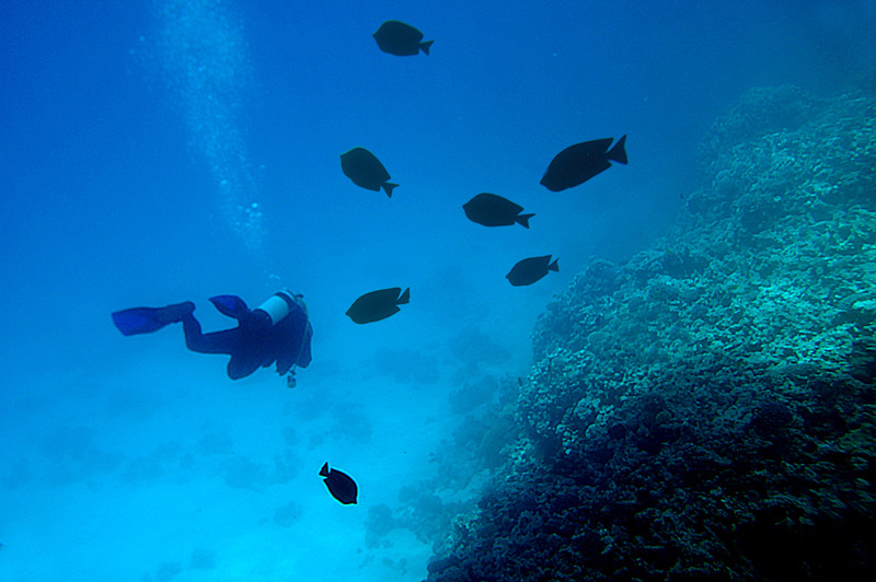 фото "SCUBA RED SEA" метки: подводные, пейзаж, вода