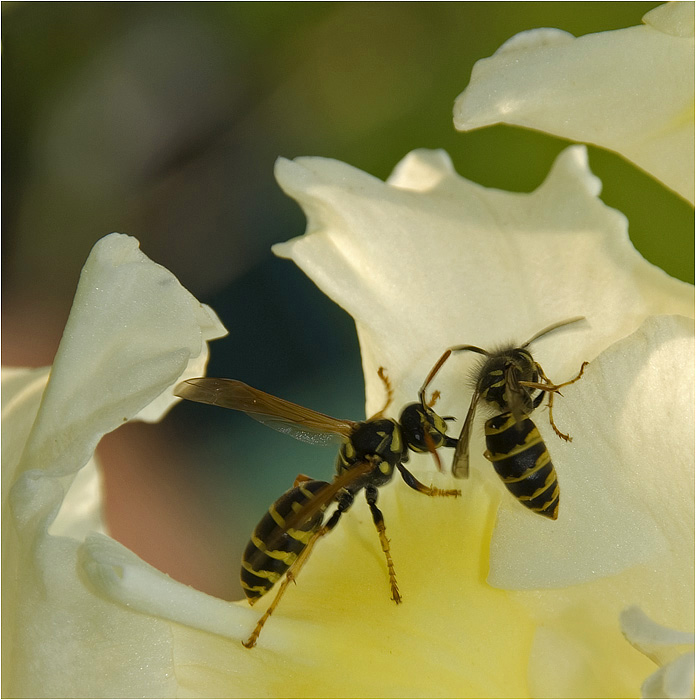 photo "***" tags: macro and close-up, 