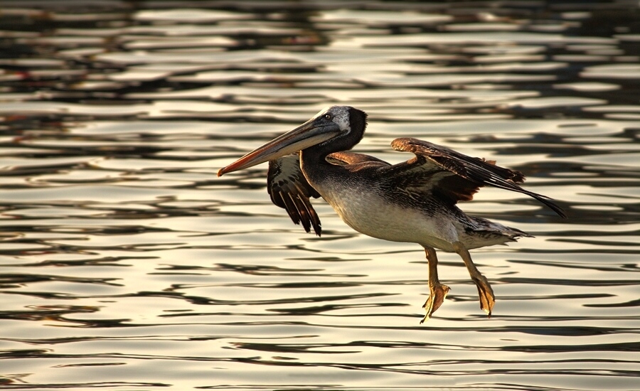 photo "pelican" tags: nature, wild animals