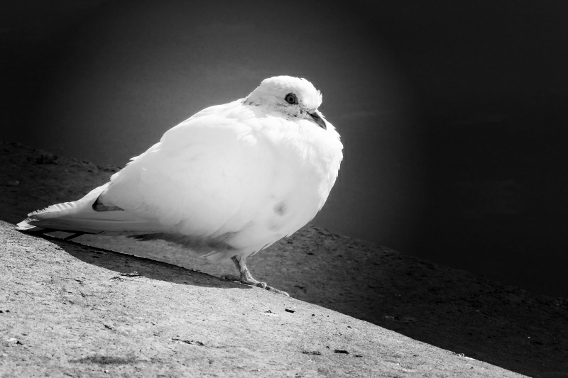 photo "Bird of world" tags: black&white, genre, 