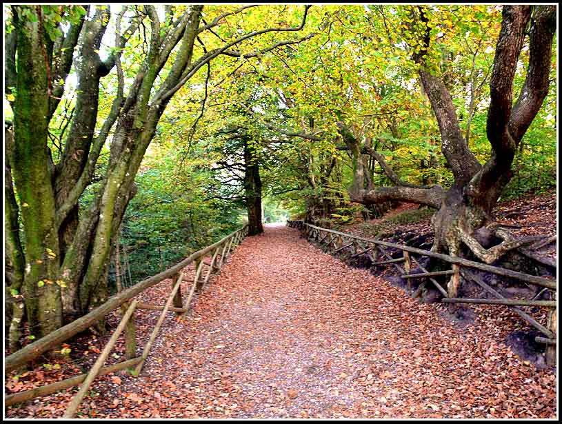 photo "Path downhill" tags: landscape, forest