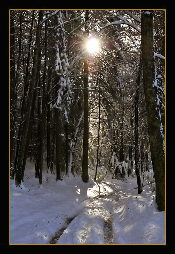 photo "Forest in Winter" tags: landscape, forest, winter