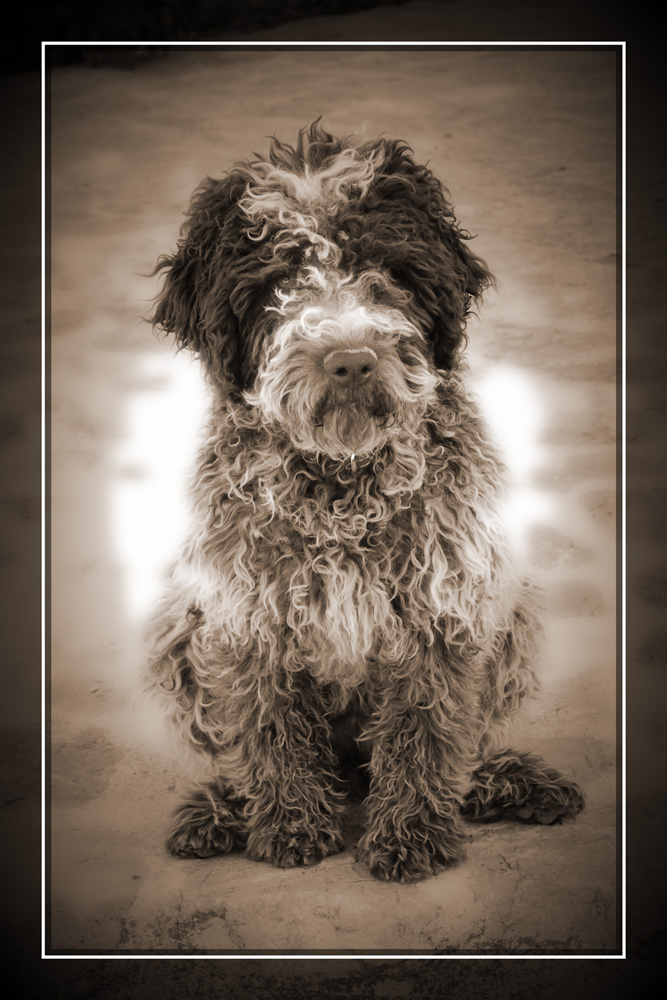 фото "Google, a Truffle Sniffing Dog" метки: природа, портрет, домашние животные