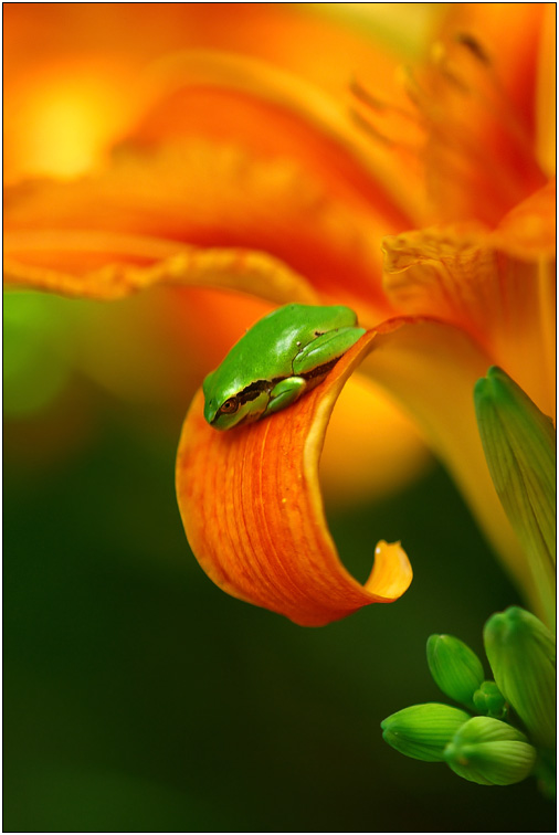 photo "***" tags: macro and close-up, nature, 
