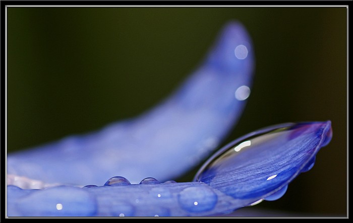 photo "Rainy Day Blues" tags: macro and close-up, nature, flowers