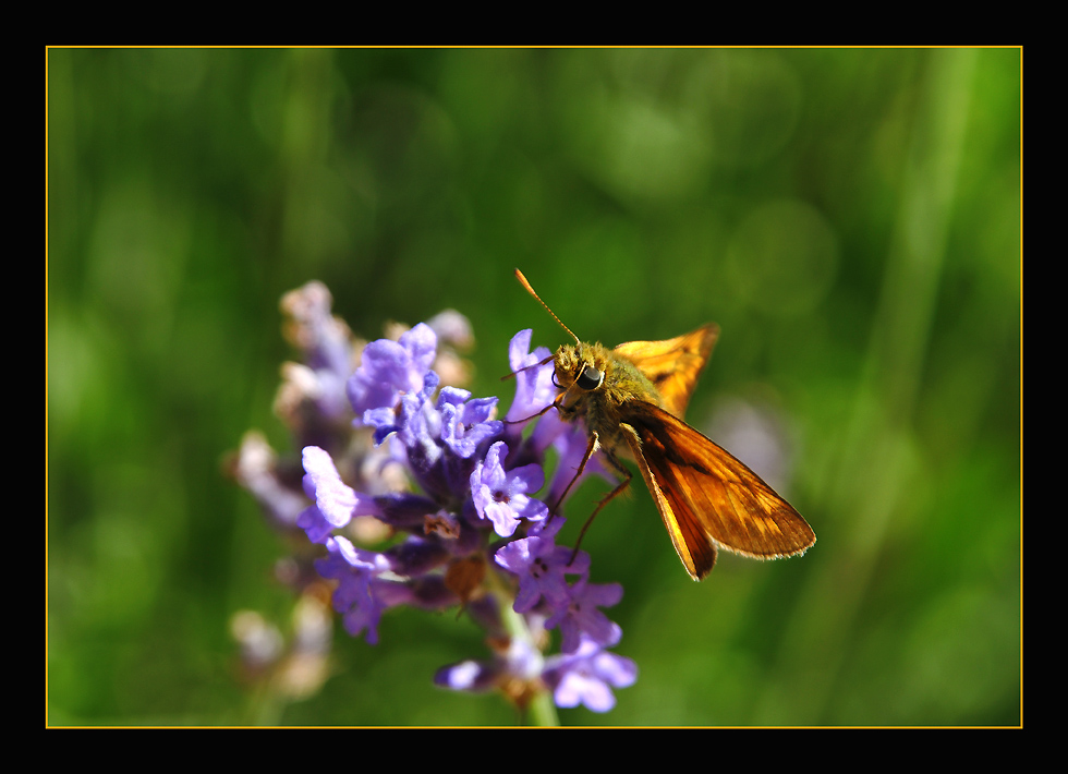 photo "Living Velvet" tags: nature, macro and close-up, insect