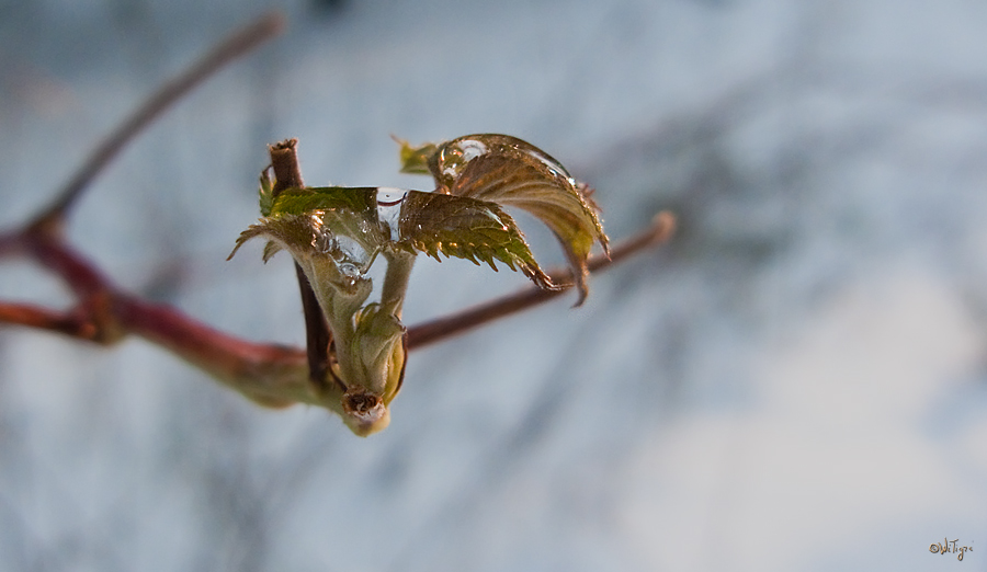 photo "Frozen in flight" tags: nature, macro and close-up, flowers