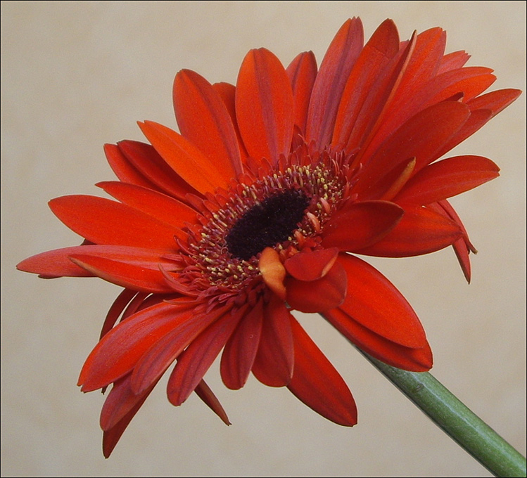 фото "Гербера - солнечный цветок,..." метки: природа, цветы
