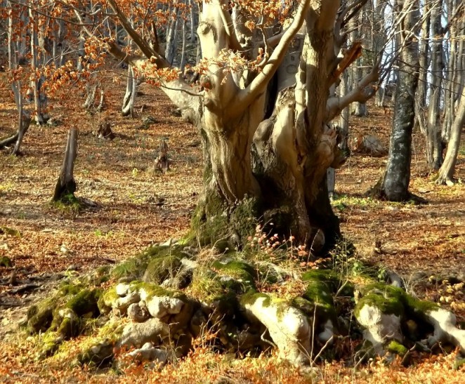 фото "roots" метки: пейзаж, лес