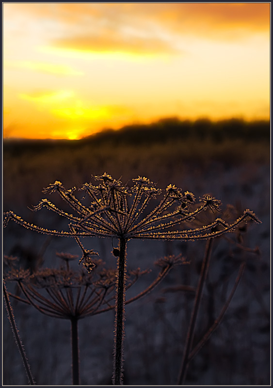 photo "Winter flower" tags: nature, flowers