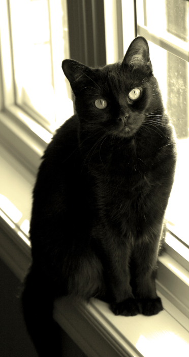 фото "How much is that kitty in the window?" метки: природа, портрет, домашние животные