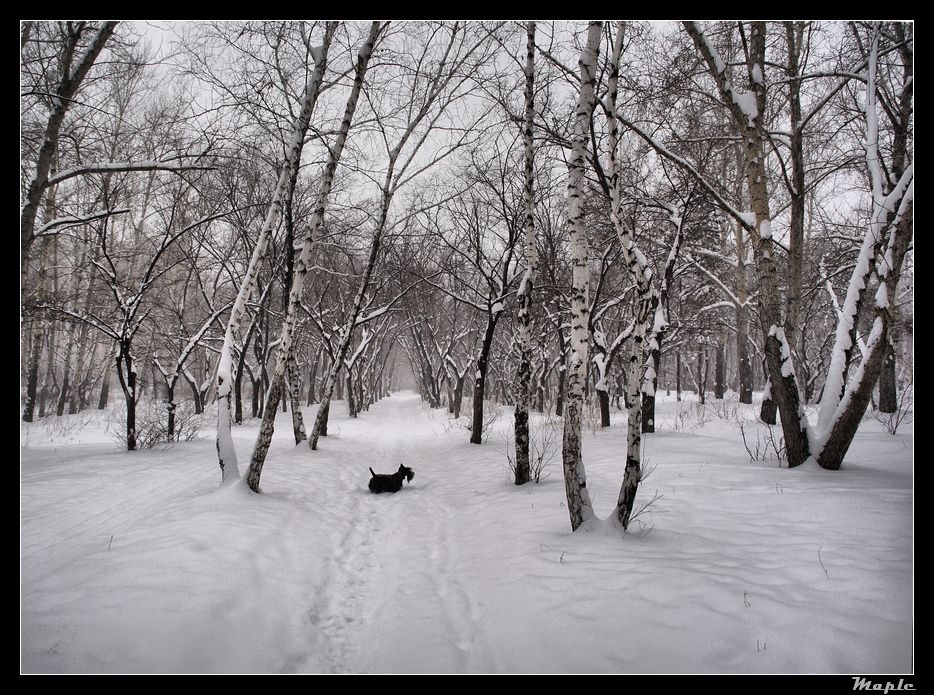 photo "***" tags: landscape, winter