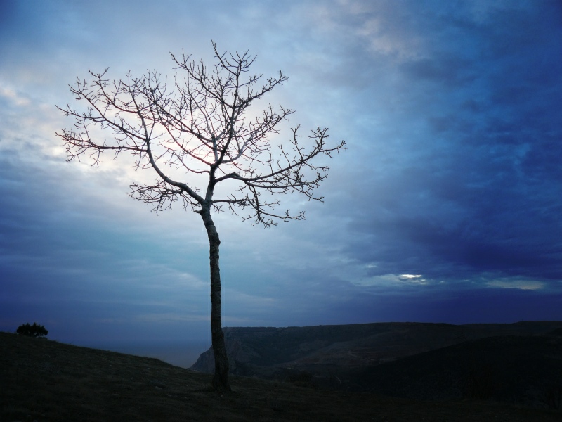 photo "Tree on sunset" tags: , 