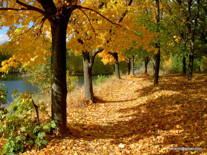 photo "***" tags: landscape, autumn, forest