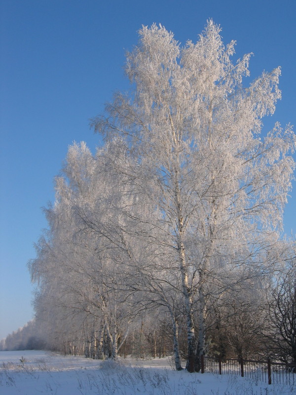 фото "Березки" метки: пейзаж, зима