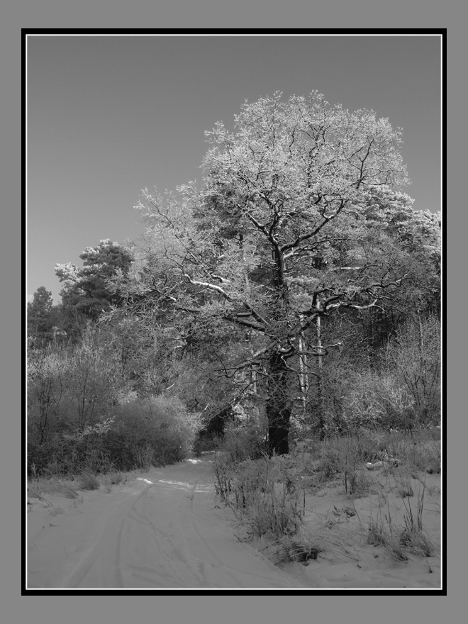 photo "***" tags: landscape, forest, winter